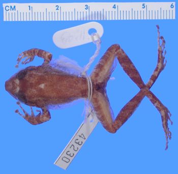 Media type: image; Herpetology A-43230